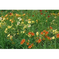 Labelled Miniature Mix 