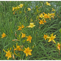 mixed-yellow-earlies-062625-500px