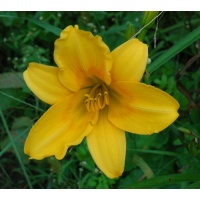 OLALLIE AUGUST ROSE