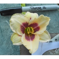 OLALLIE EDY'S CIRCUS (46-07)