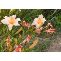 OLALLIE LITTLE PINKY (VT)