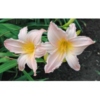 OLALLIE PINK LADY