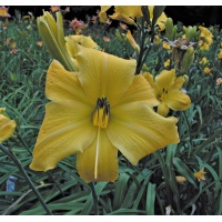 OLALLIE DENISE
