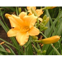 OLALLIE LASS