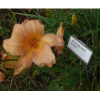 OLALLIE LATE RISER