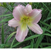 Daylily Olallie Lavender