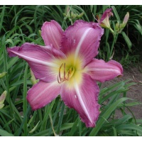 OLALLIE PERKY PURPLE