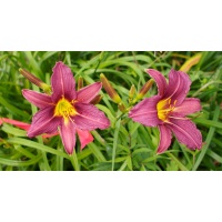 OLALLIE PURPLE PASSION