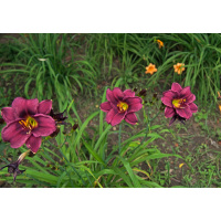 olallie-riggs-600px