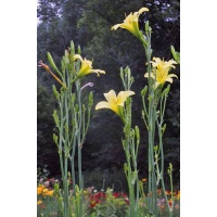 OLALLIE VICTRIX