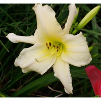 OLALLIE WHITE STAR