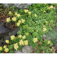 2nd Year low Sedum mix