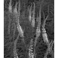 2nd Year Veronica longifolia pink