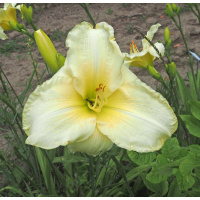 vnw-pinched-petals-600px