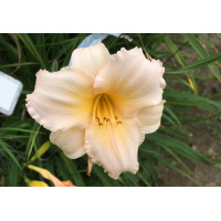 white-bd-12