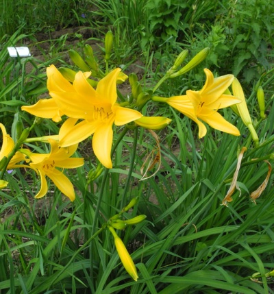 OLALLIE LILY LOU (10-12)