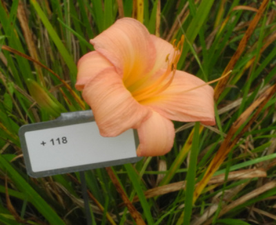 118-600px