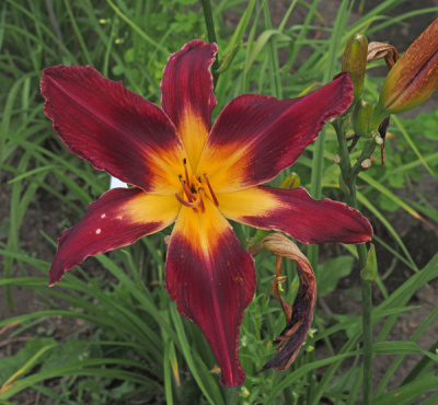 126-21c-600px