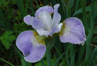Iris siberica LAVENDER BOUNTY