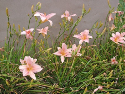 CHAMELEON FLOWER (VT)