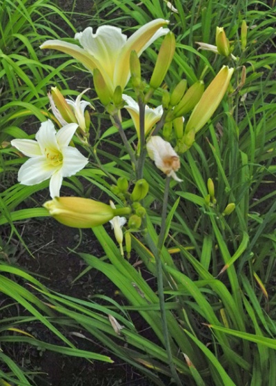 OLALLIE SIRIDOR (20-05) (VT)