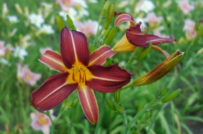 OLALLIE FLETCHER (36-05)