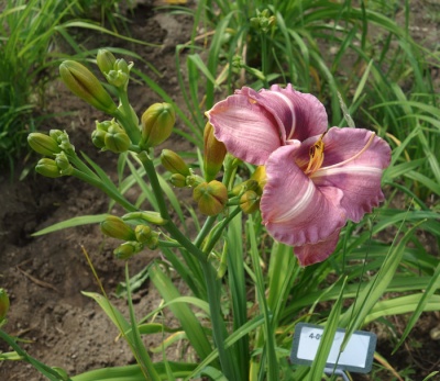 OLALLIE RAY'S LOVE (4-05)