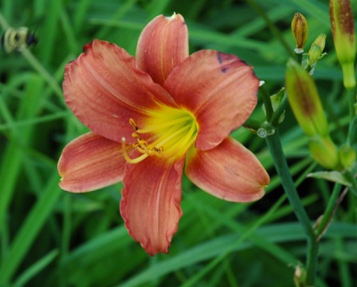 OLALLIE PAULA JEAN (4-09)