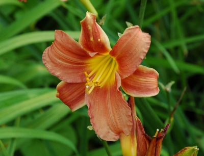 OLALLIE PAULA JEAN (4-09)