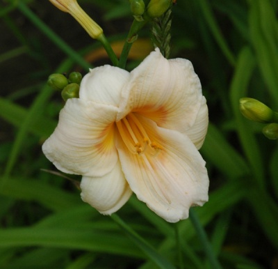 OLALLIE KATHY'S TWINS (44-07)