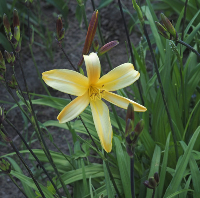 5-21-0601b-600px