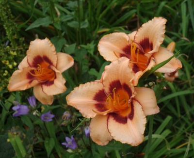 OLALLIE MOO SHU (5-7-10-2015) (VT)