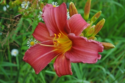 OLALLIE ABIGAIL'S JEWEL (59-07)