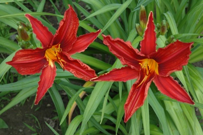OLALLIE LATE RED