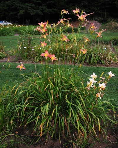 Daylily Clumps 2015: CHALLENGER