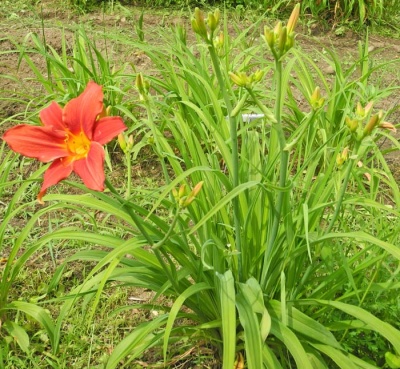 Daylily Clumps 2015: 3-11