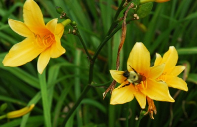 Daylily Clumps 2015: H. hakunensis