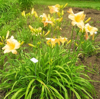 Daylily Clumps 2015: AUNT MAZY'S LINEN (VT)
