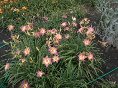 Daylily Clumps 2015: PURPLE GIANT (VT)