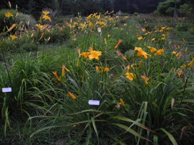 Daylily Clumps 2015: QUIZZICAL (VT)