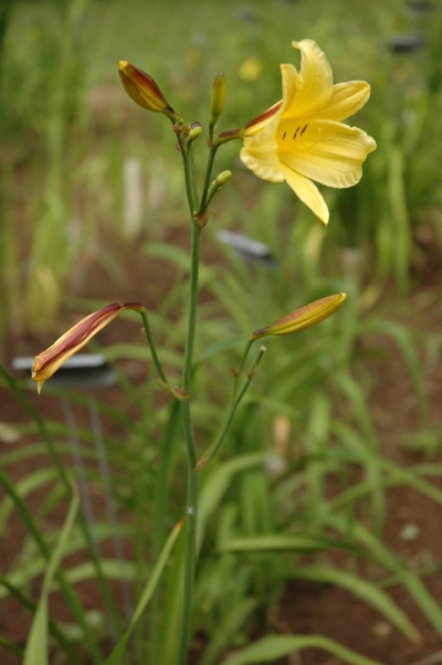 Daylily Scapes: BACKSTROKE