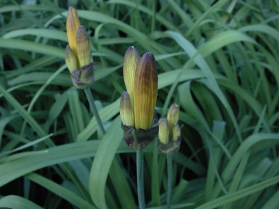 Daylily Scapes: APRICOT