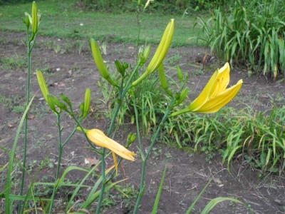 Daylily Scapes: scapes