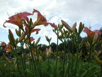 Daylily Scapes: scapes