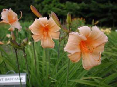 Daylily Scapes: BABY FACE (VT)