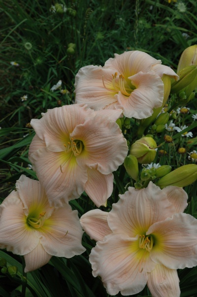 Daylily Scapes: BARBARA MITCHELL