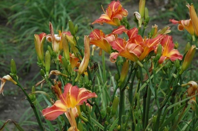 Daylily Scapes: scapes
