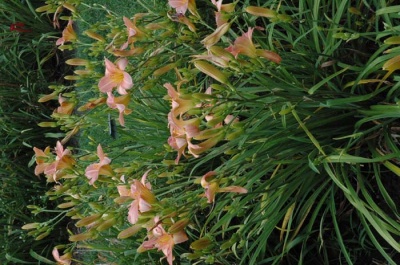 Daylily Scapes: scapes
