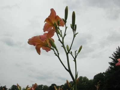 Daylily Scapes: scapes