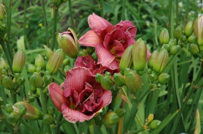 Daylily Scapes: scapes